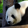 google panda