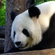 google panda