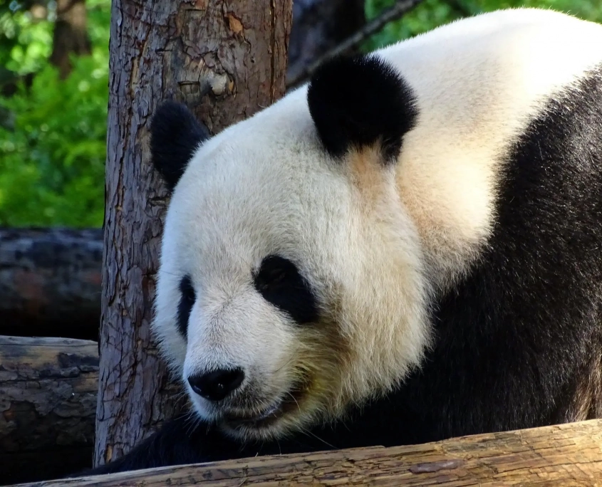 google panda google panda